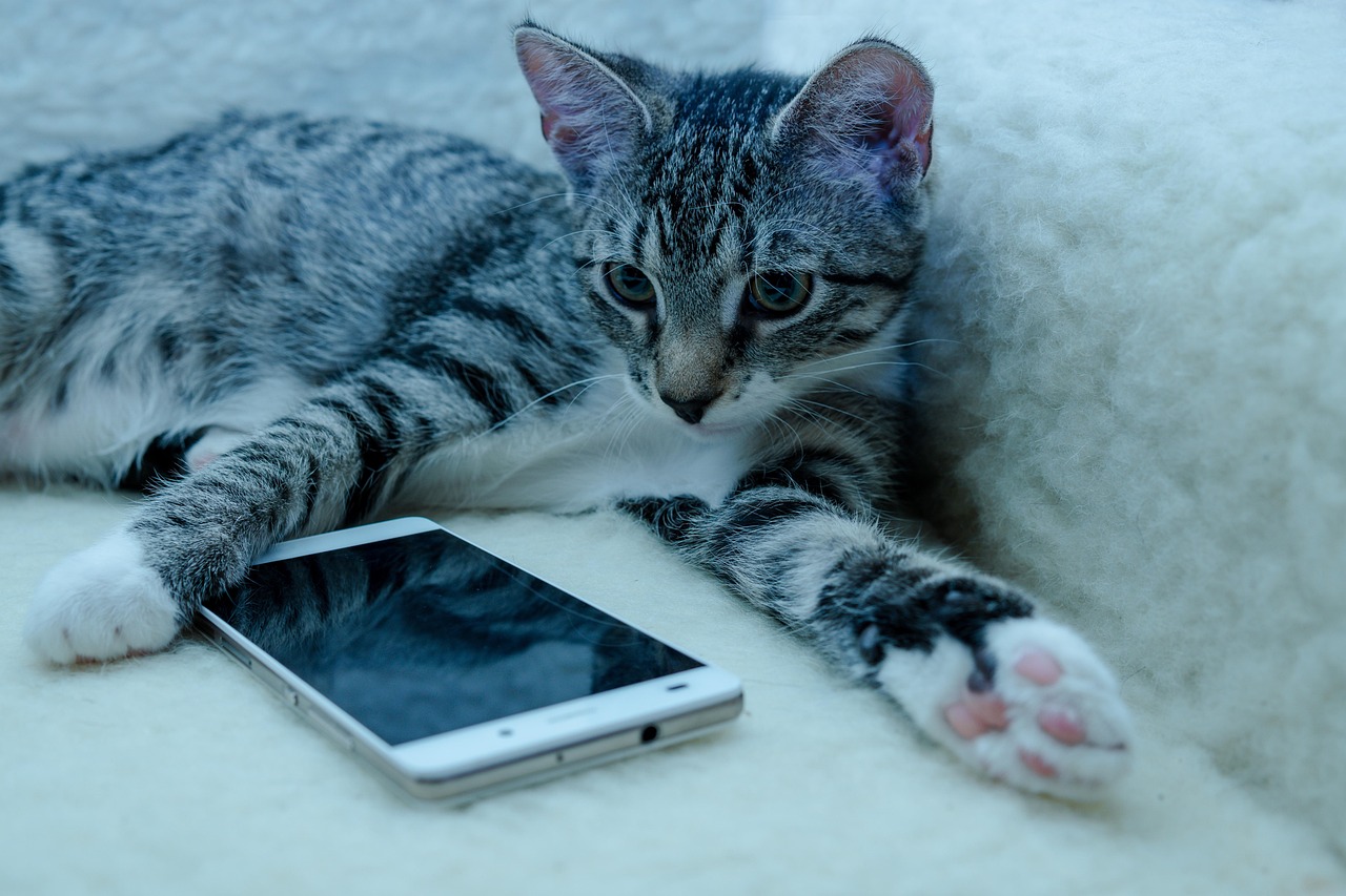 15 Everyday Sounds Your Cat Has Memorised Because They Mean You