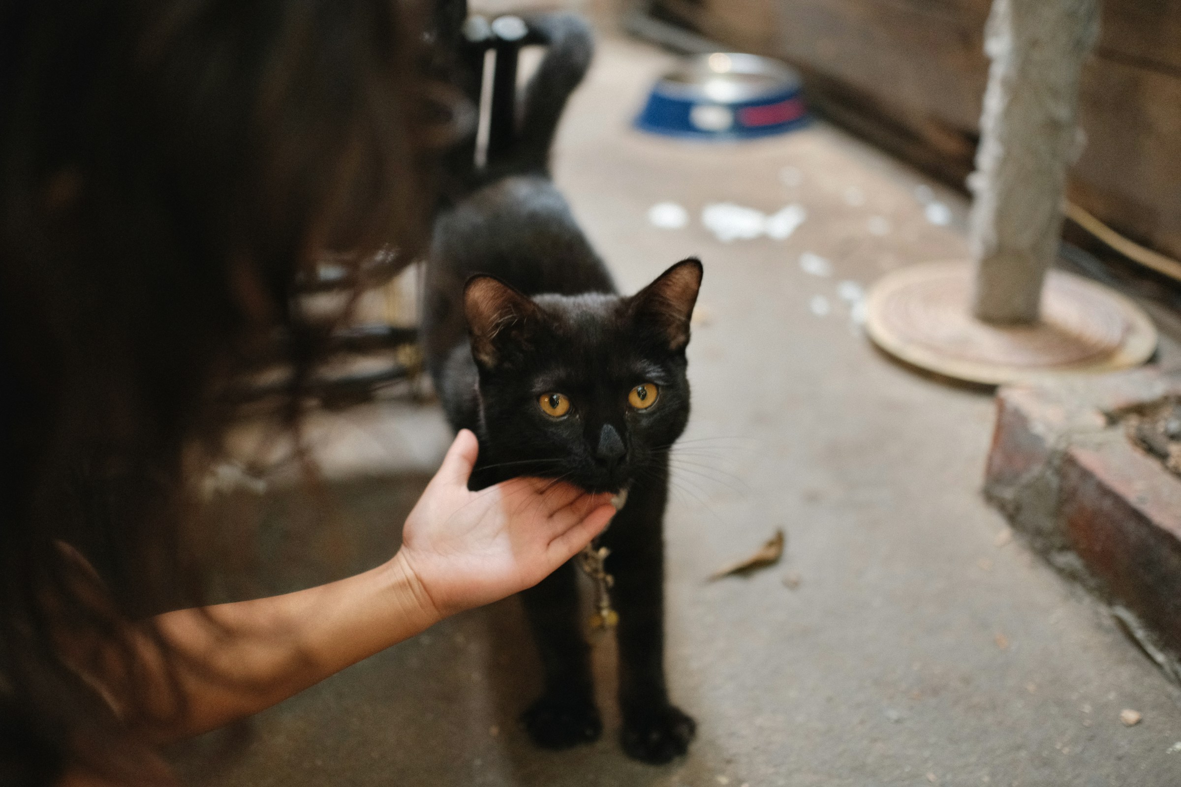 13 Reasons Your Cat Follows You From Room to Room All Day