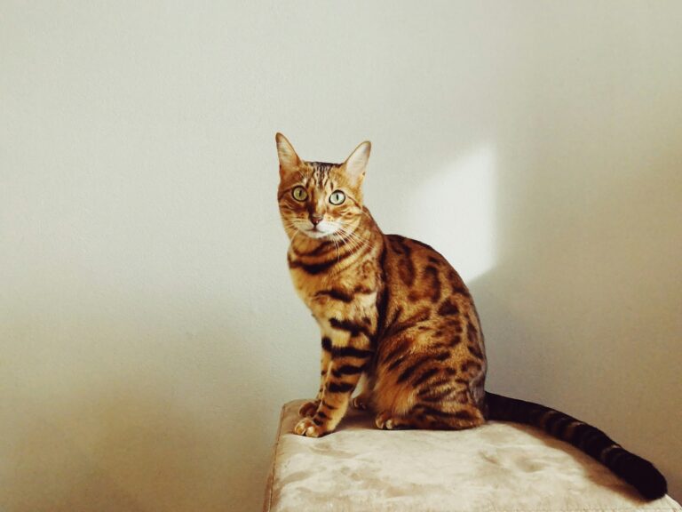The 12 Difficult Cat Breeds That Are Secretly the Most Devoted Once They Trust You