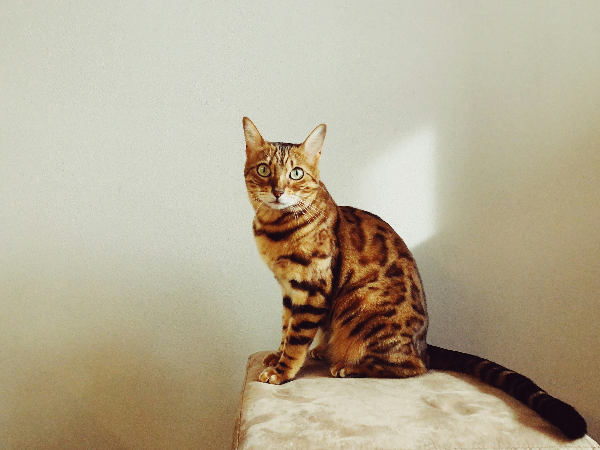 The 12 Difficult Cat Breeds That Are Secretly the Most Devoted Once They Trust You