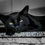 What Every Black Cat Owner Knows That the Rest of the World Gets Wrong