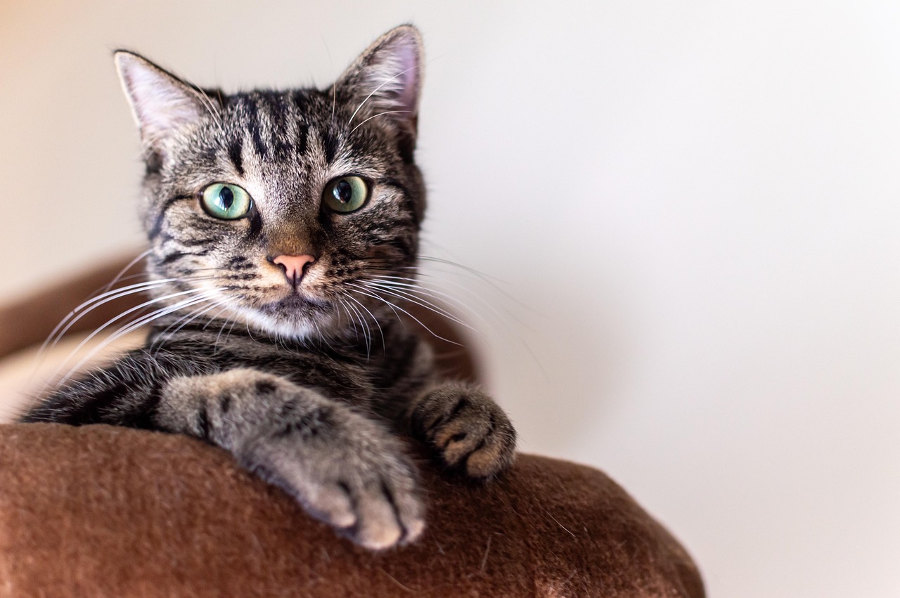 27 Things Only True Cat People Understand About Living With a Cat