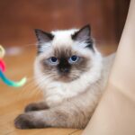 13 Things Only Ragdoll Owners Truly Understand About Their Cat
