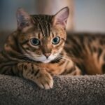 13 Hidden Quirks Only Bengal Owners Would Recognize
