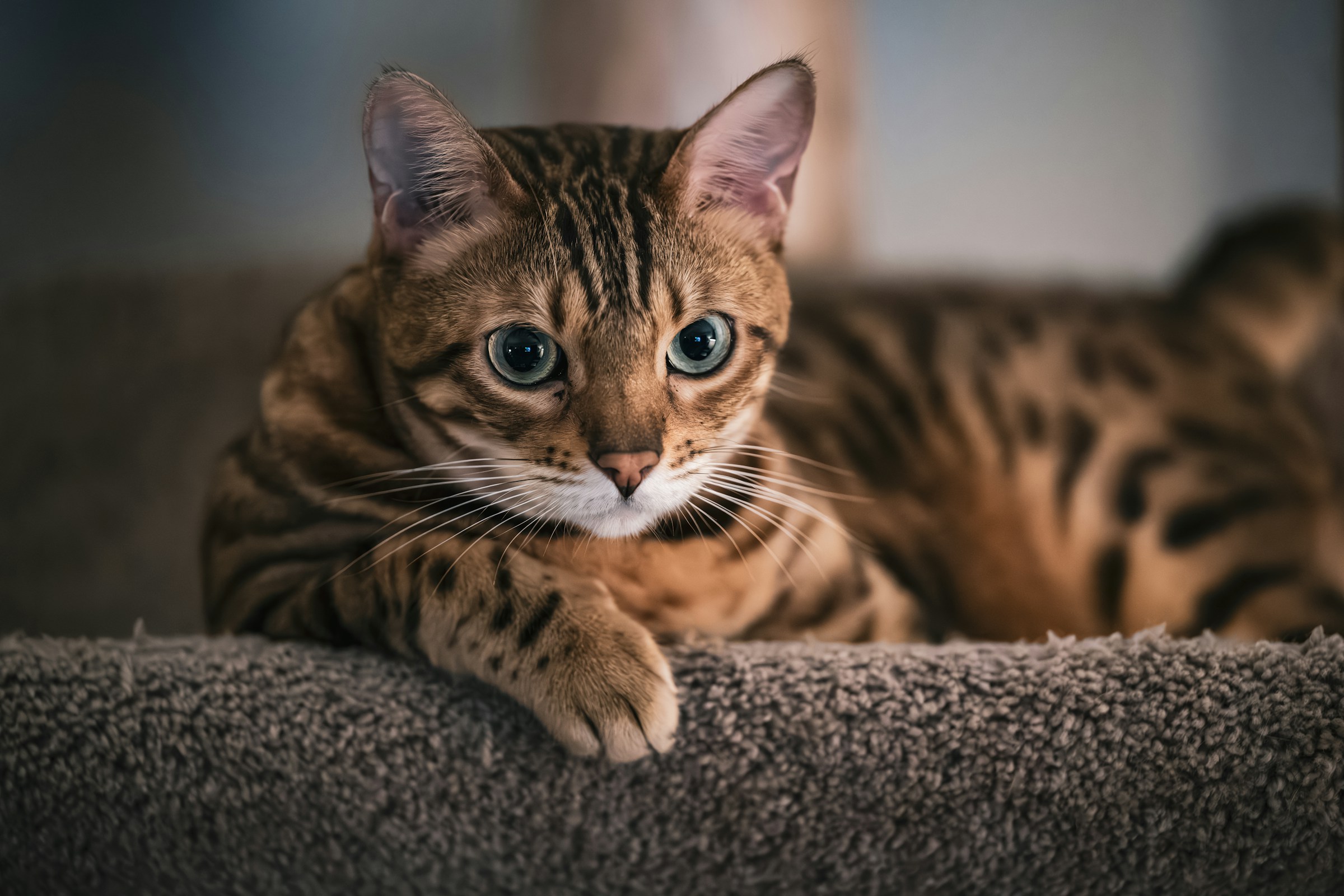 13 Hidden Quirks Only Bengal Owners Would Recognize