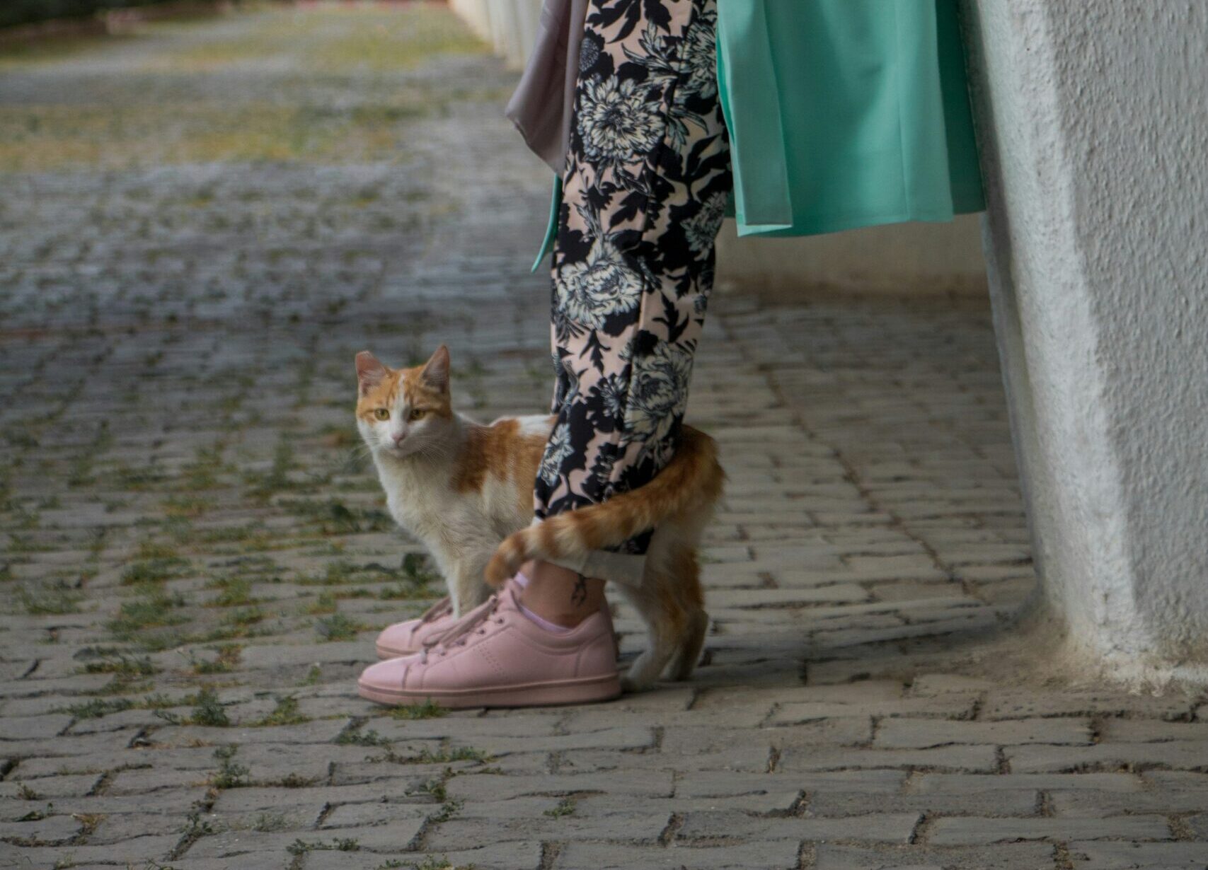 #5 - Wrapping Its Tail Around Your Leg or Arm