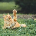 15 Gentle Signs Your Old Cat Has Made Peace With Everything