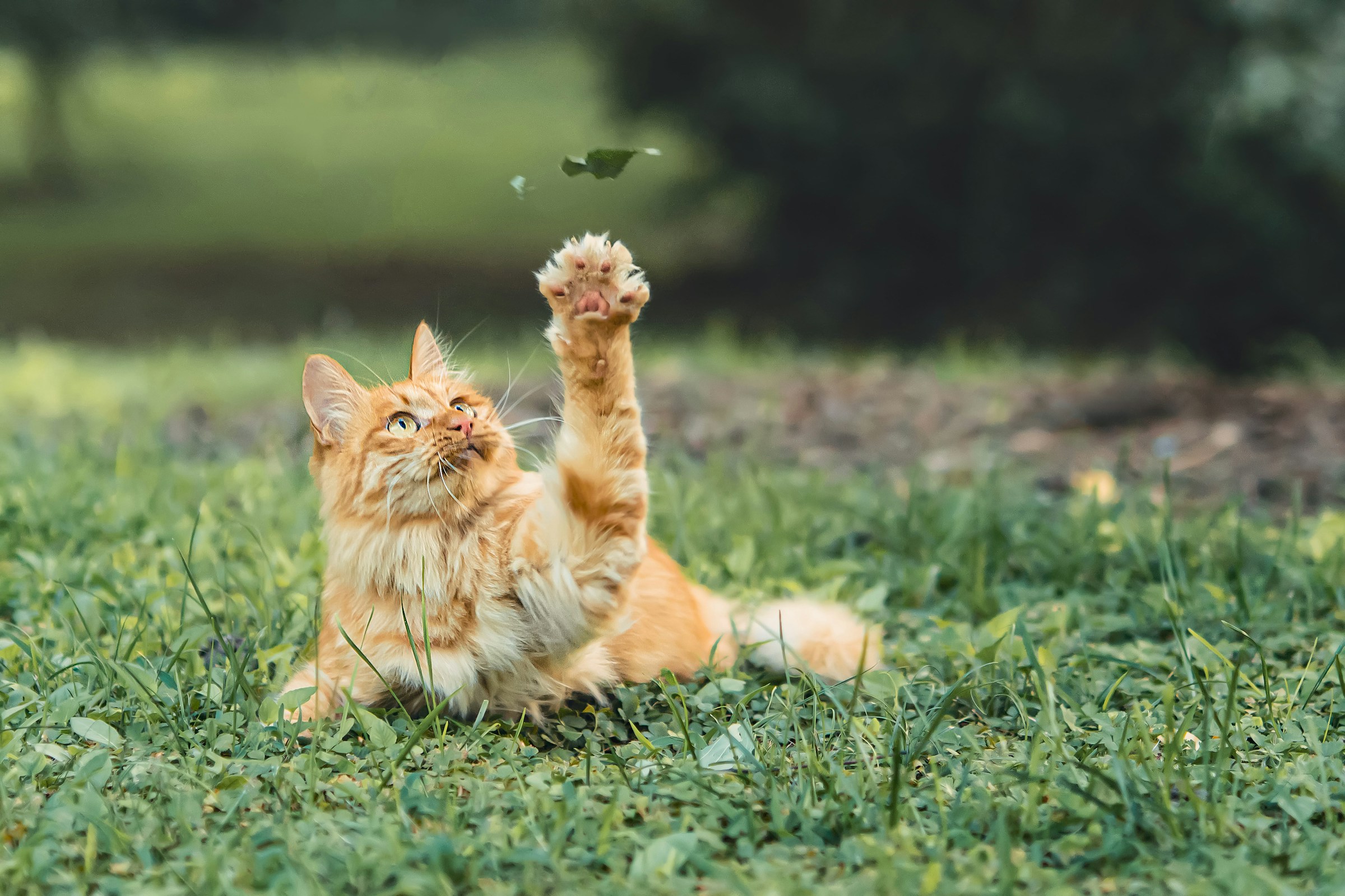 15 Gentle Signs Your Old Cat Has Made Peace With Everything