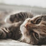 The Gentle Habit Senior Cats Save for One Person Only