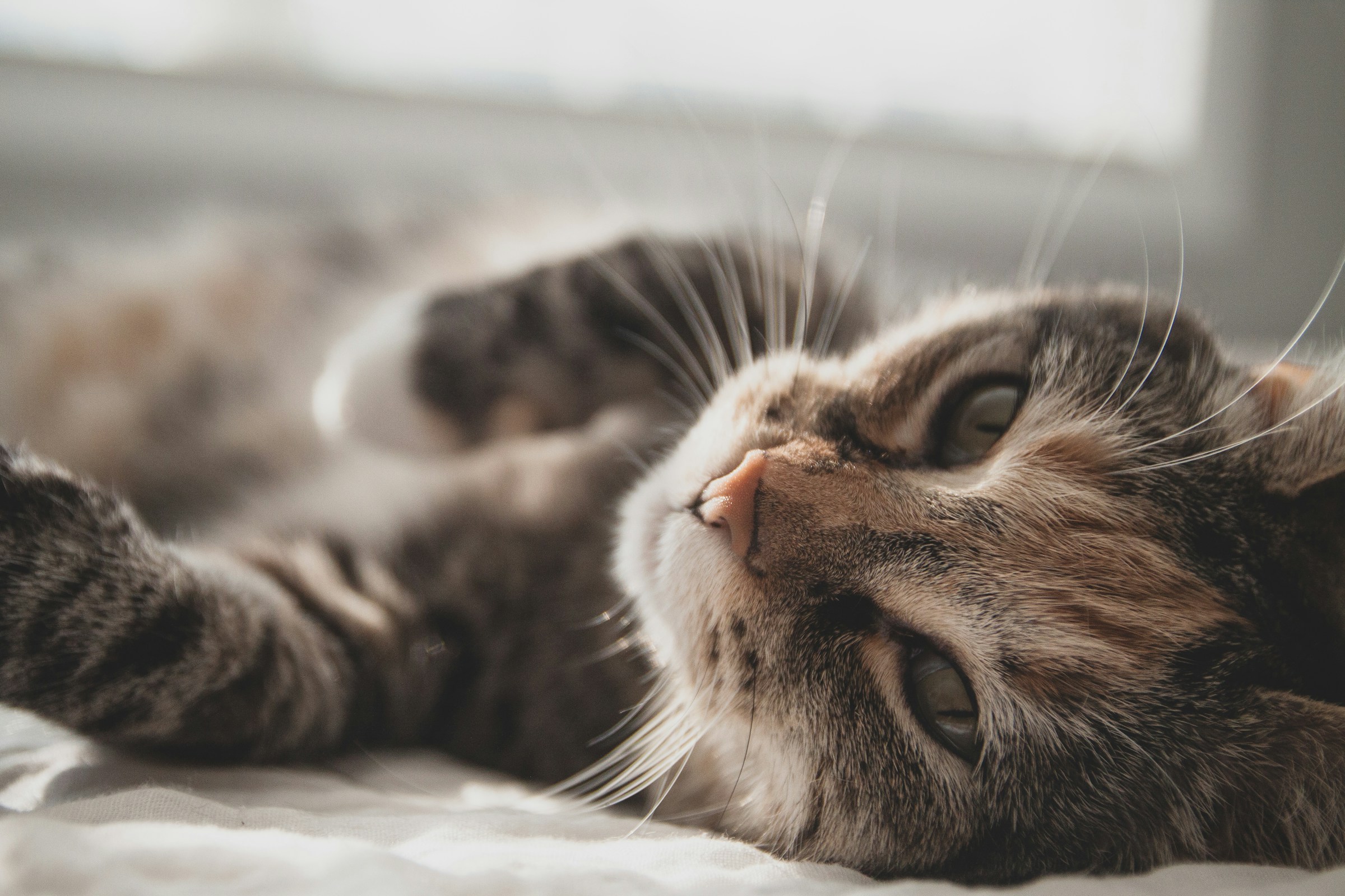 The Gentle Habit Senior Cats Save for One Person Only