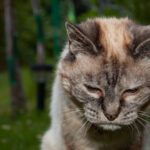 14 Ways a Senior Cat Silently Checks You Are Still Home