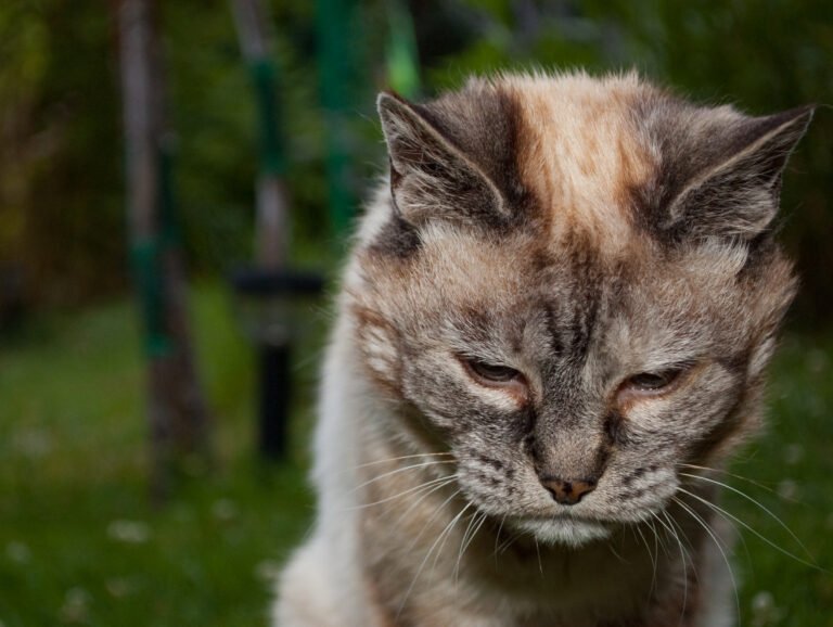 14 Ways a Senior Cat Silently Checks You Are Still Home