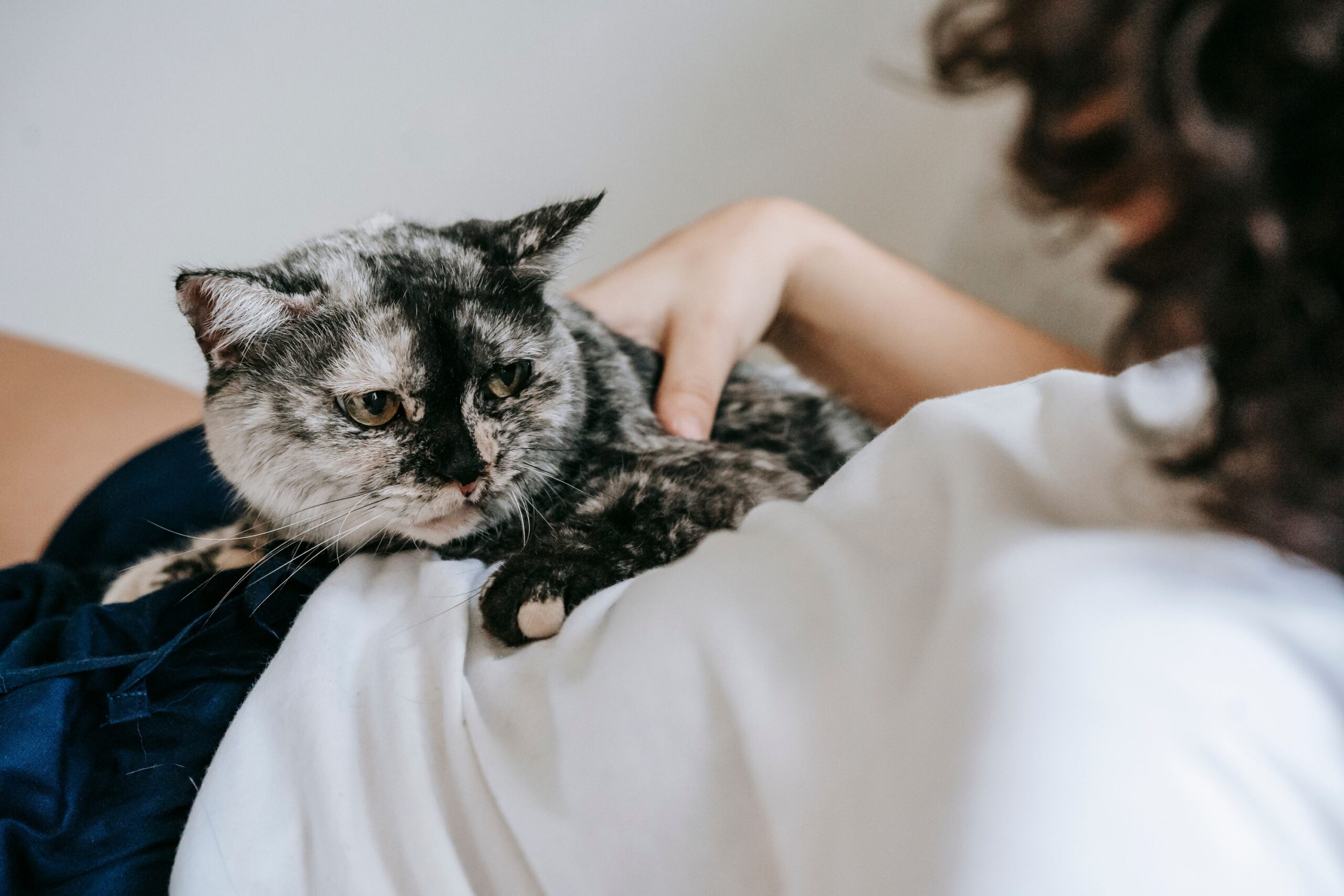 13 Tender Habits Senior Cats Keep Until the Very End