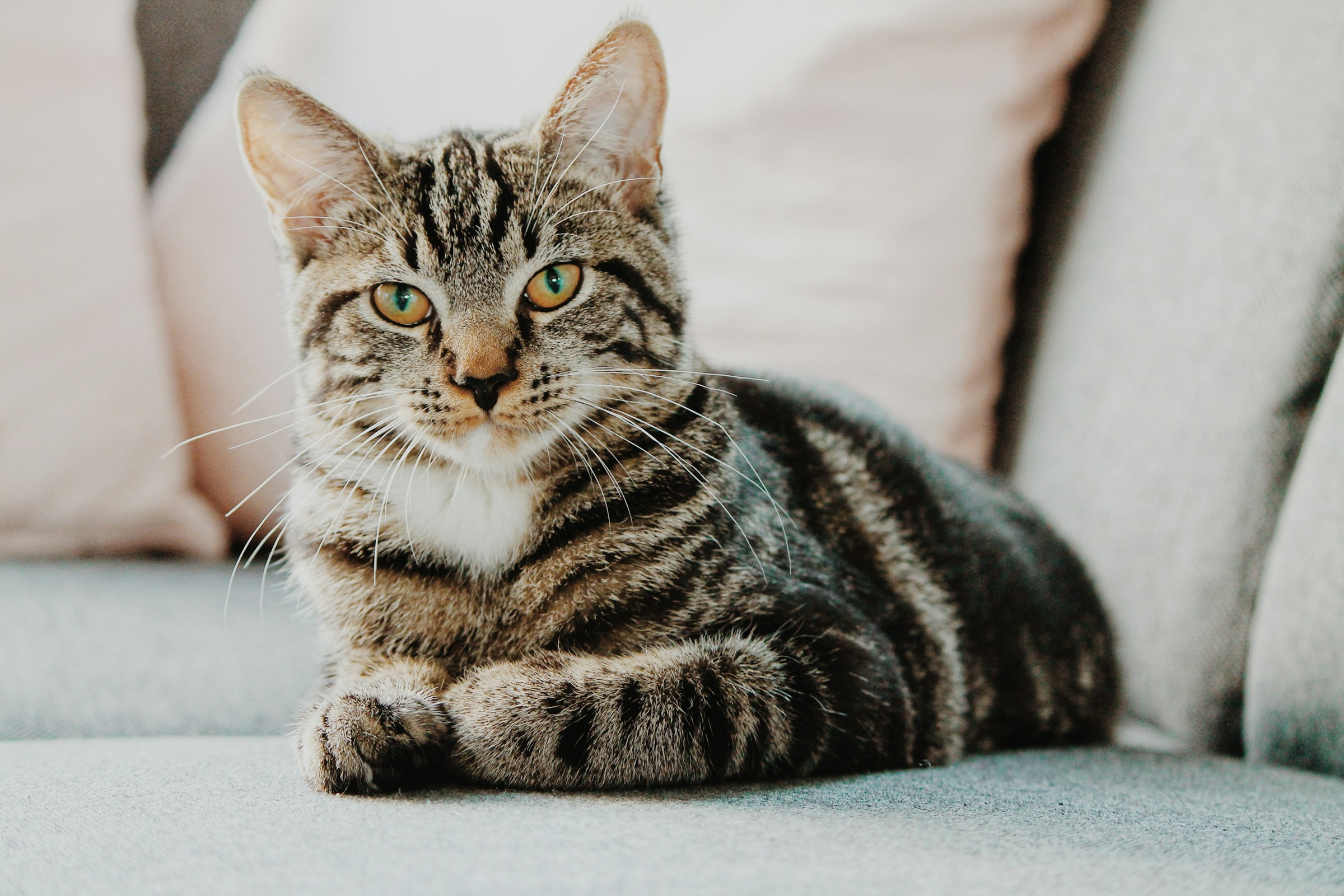 14 Quiet Signs a Senior Cat Feels Completely Safe at Home
