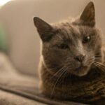 Most Owners Miss the Soft Signals Old Cats Give