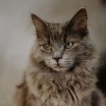 15 Small Sounds Your Senior Cat Knows Better Than Anyone