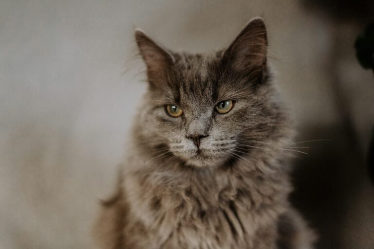 15 Small Sounds Your Senior Cat Knows Better Than Anyone