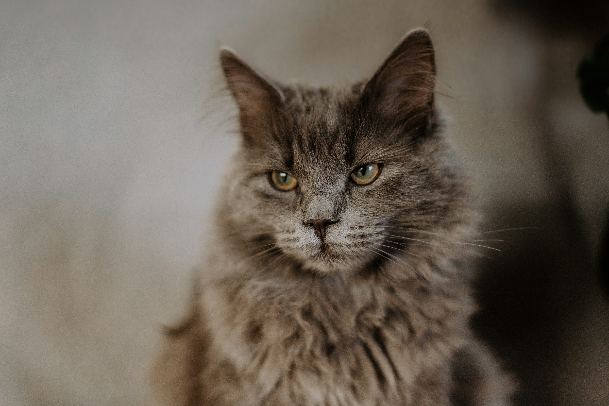 15 Small Sounds Your Senior Cat Knows Better Than Anyone