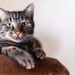 15 Things Your Old Cat Remembers About Its First Home