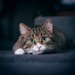 14 Things Your Aging Cat Remembers From Years Ago