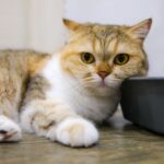 14 Quiet Comforts Senior Cats Look For Near the End