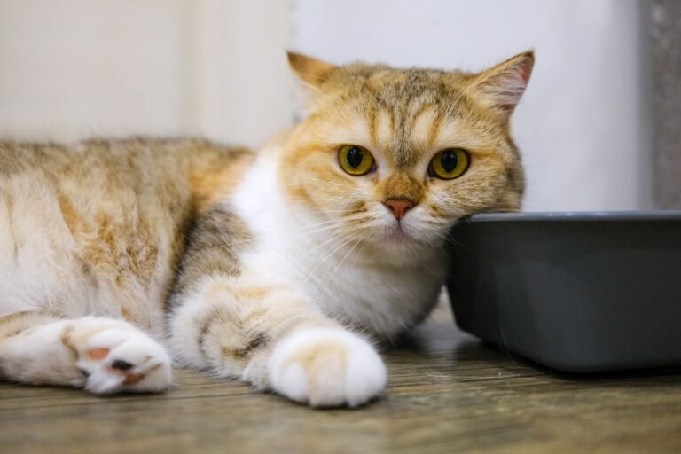 14 Quiet Comforts Senior Cats Look For Near the End