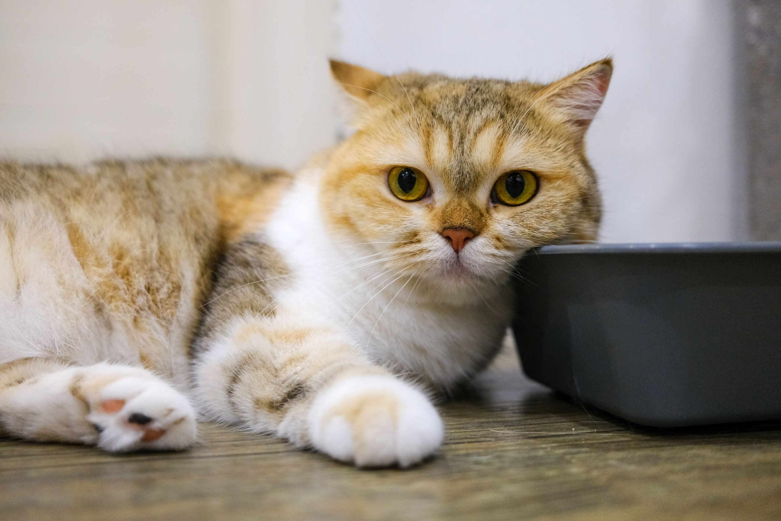 14 Quiet Comforts Senior Cats Look For Near the End