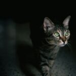 15 Things Old Cats Do at Night No One Notices