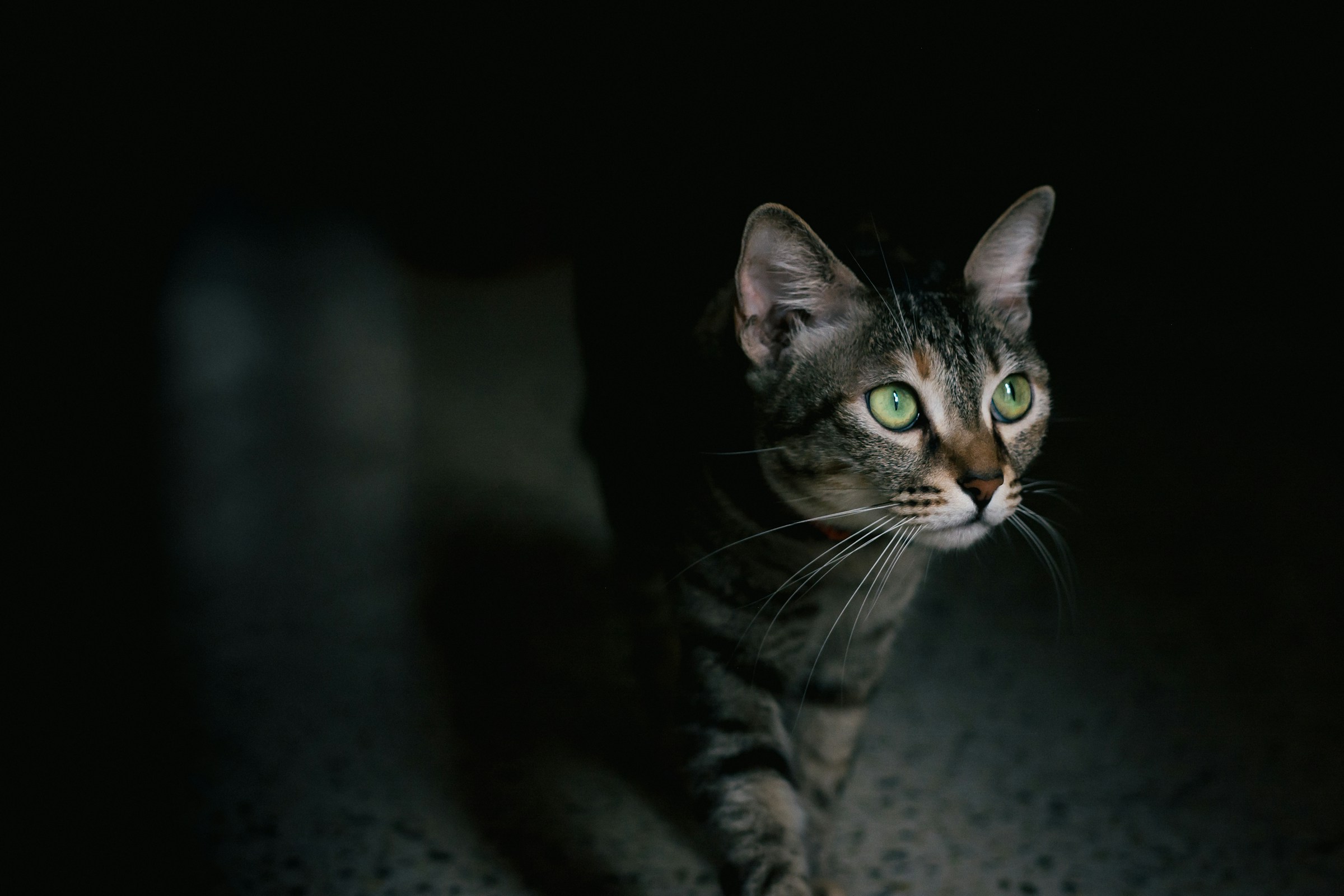 15 Things Old Cats Do at Night No One Notices