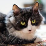 13 Things Old Cats Notice Long Before Their Owners Do