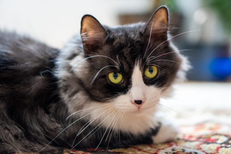 13 Things Old Cats Notice Long Before Their Owners Do