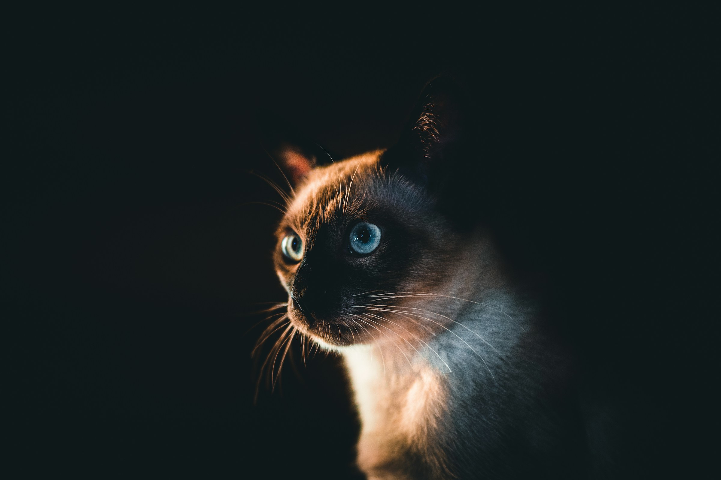 13 Ways an Old Cat Quietly Says Goodnight Without a Sound