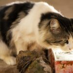 Why Old Cats Seek Out the Same Quiet Corner Every Evening