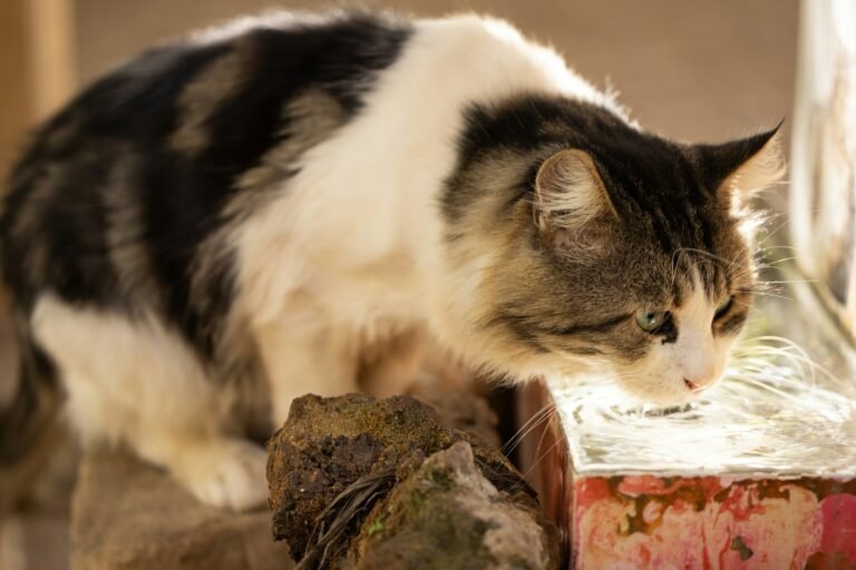 Why Old Cats Seek Out the Same Quiet Corner Every Evening