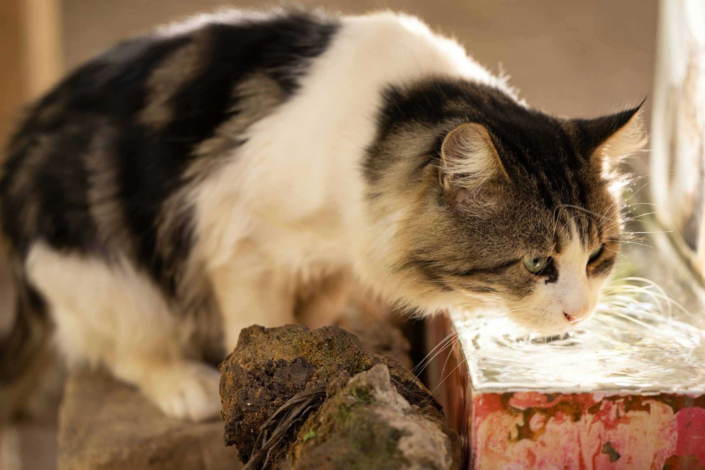 Why Old Cats Seek Out the Same Quiet Corner Every Evening