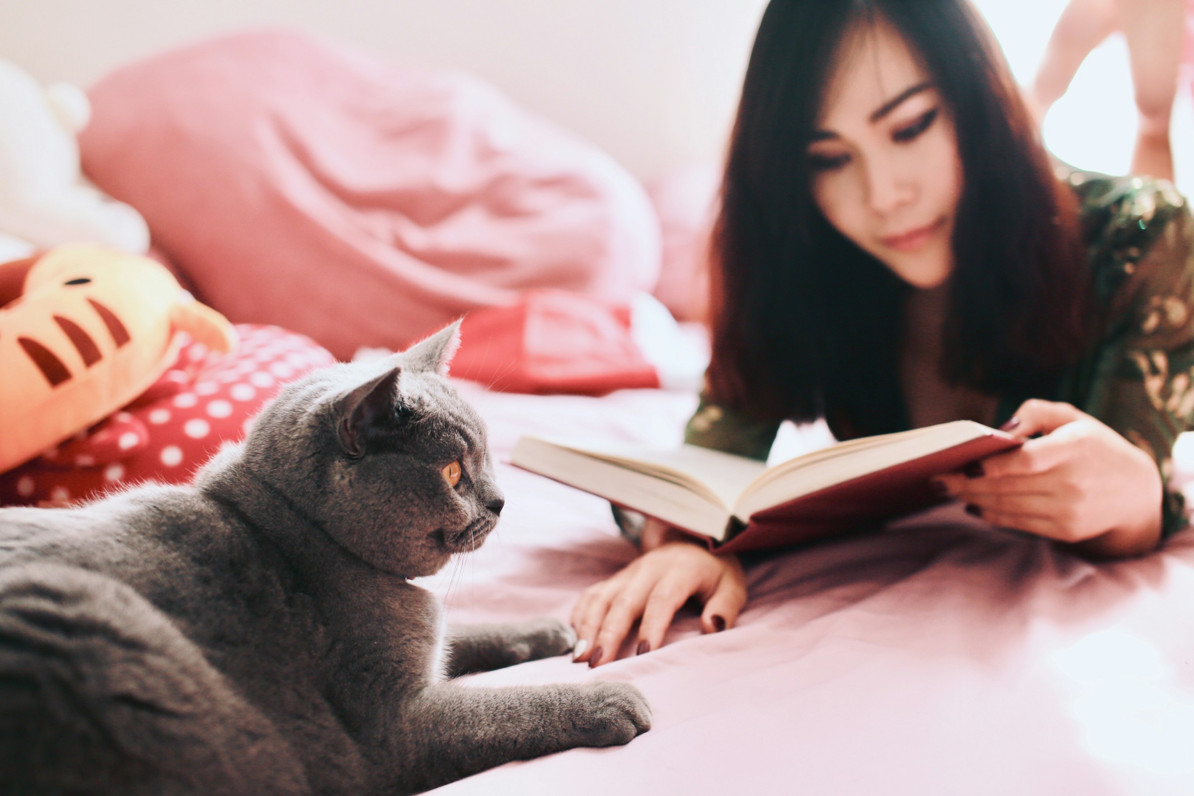 Your Old Cat Understands Far More Than You Think