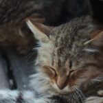 15 Quiet Ways an Old Cat Says Thank You Each Day