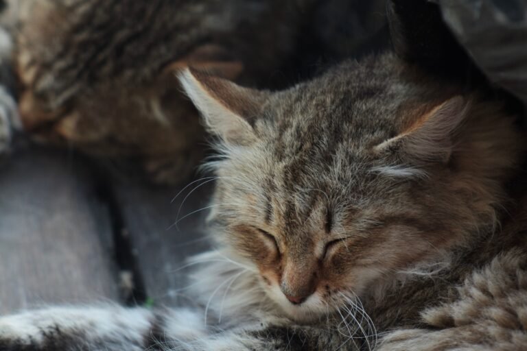 15 Quiet Ways an Old Cat Says Thank You Each Day