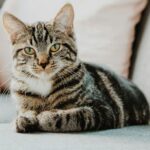 Before an Old Cat Sleeps It Does These Quiet Things