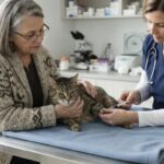 The $3,000 Vet Bill That Could Have Been Avoided: What Every Cat Owner Over 50 Needs to Know