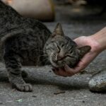 8 Signs Your Cat Has Chosen You as Their Favorite Person