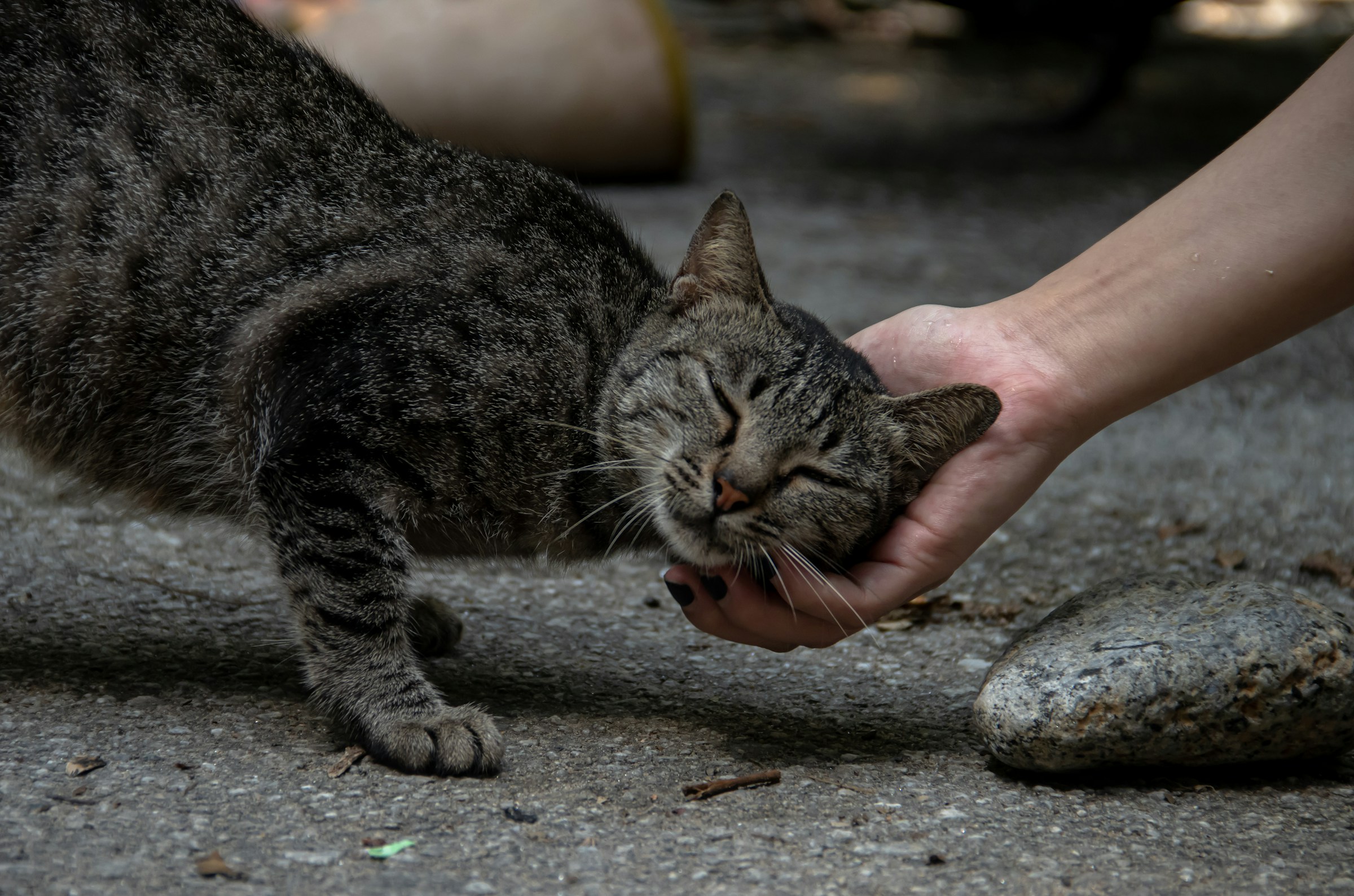 8 Signs Your Cat Has Chosen You as Their Favorite Person
