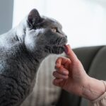 7 Ways Cats Quietly Try to Comfort You