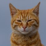 9 Cat Behaviors Owners Constantly Misunderstand