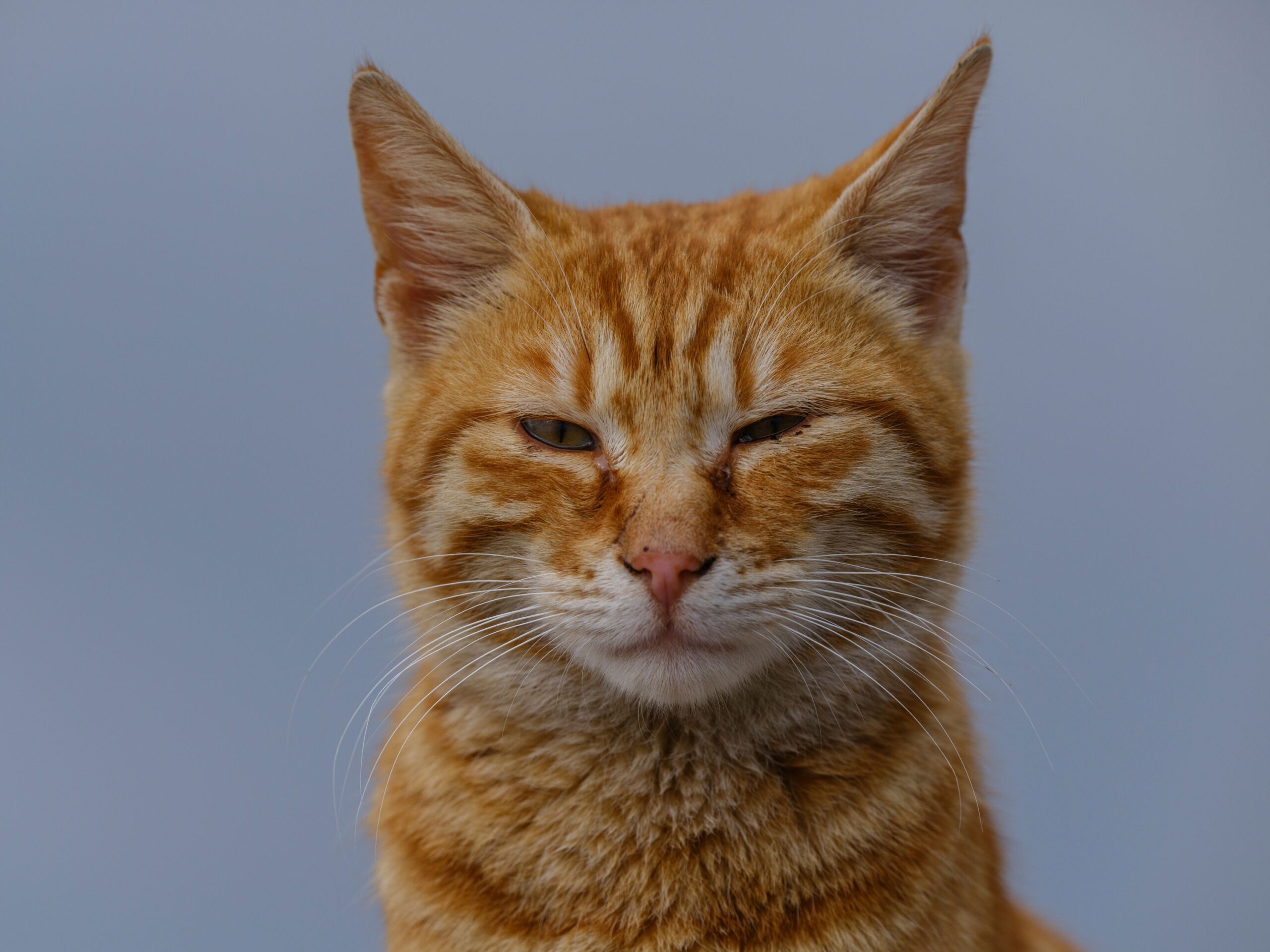9 Cat Behaviors Owners Constantly Misunderstand