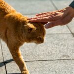 10 Mistakes That Quietly Break a Cat's Trust