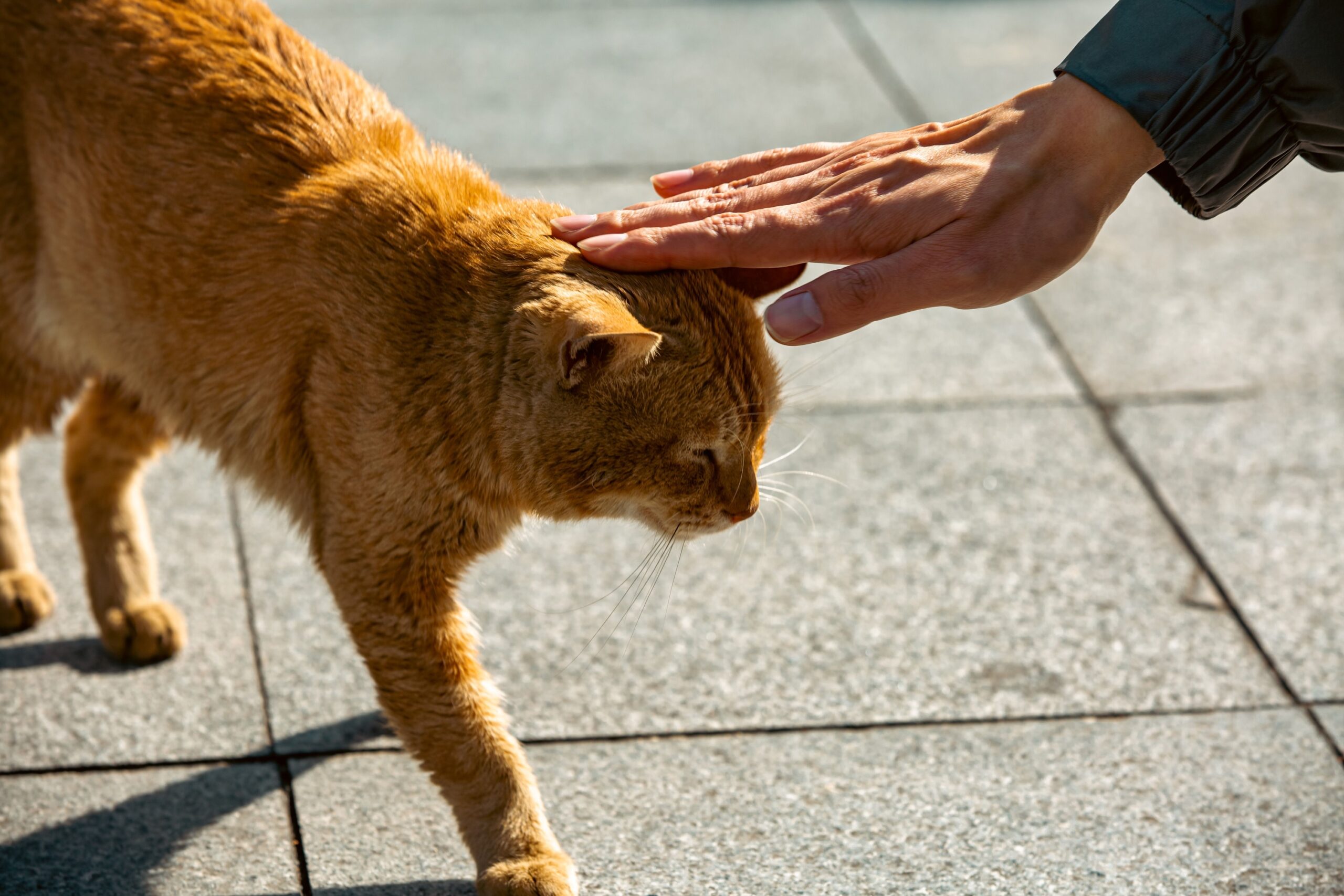 10 Mistakes That Quietly Break a Cat's Trust