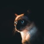10 Cat Breeds That Follow Their Owners Like Shadows