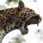 Wildlife Biology Says Jaguars Hunt Differently From Most Other Big Cats Because Their Bite Changes the Rules