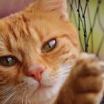 Texas Officials Warn Residents Not to Try to Help Cat Covered in Red Dye